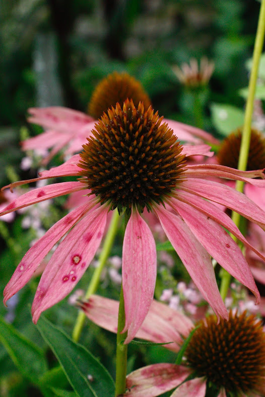 a0248459_14454447.jpg