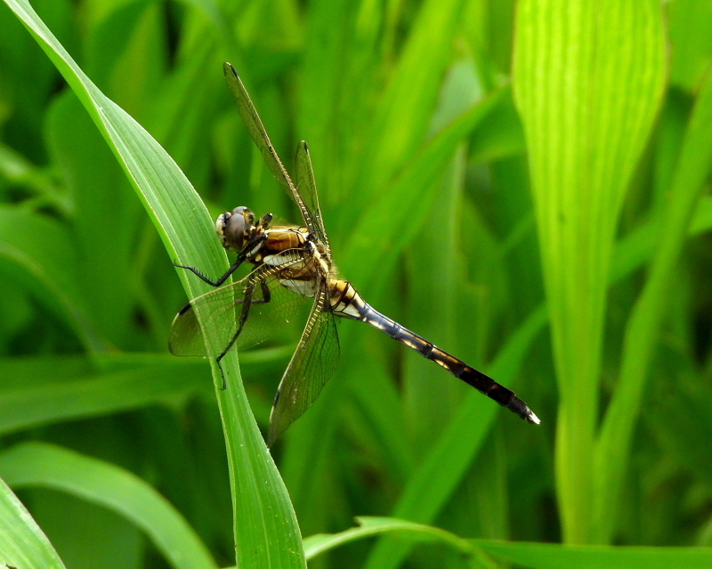 c0305565_17254910.jpg