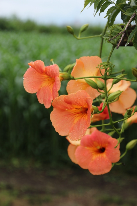 夏の花 7 ノウゼンカズラ 19 7 8撮影 Toshiさんのお気楽ブログ