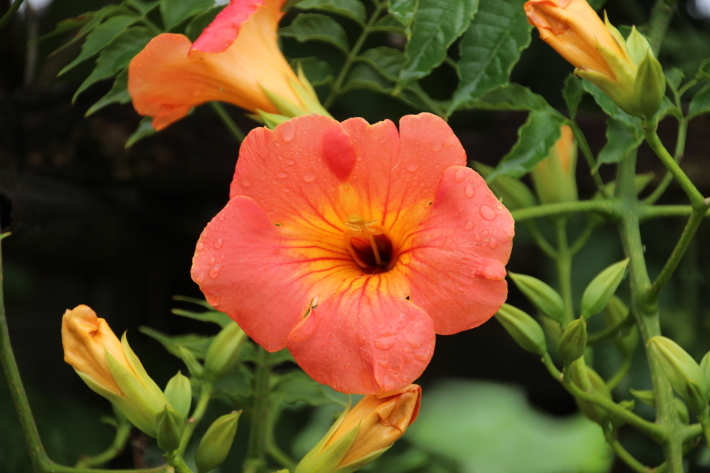 夏の花 7 ノウゼンカズラ 19 7 8撮影 Toshiさんのお気楽ブログ
