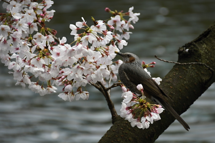 3月に出会った鳥さんたち＠上野公園と不忍池②_a0127090_14283322.jpg