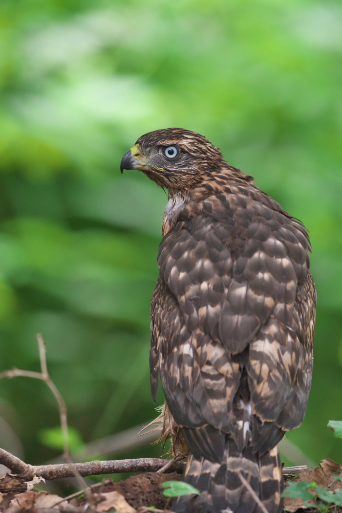 オオタカ若鳥 巣立ち 瑞穂の国の野鳥たち オオタカ若鳥 巣立ち 瑞穂の国の野鳥たち