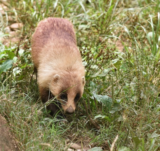 郷土の動物エリア_d0090801_15021461.jpg