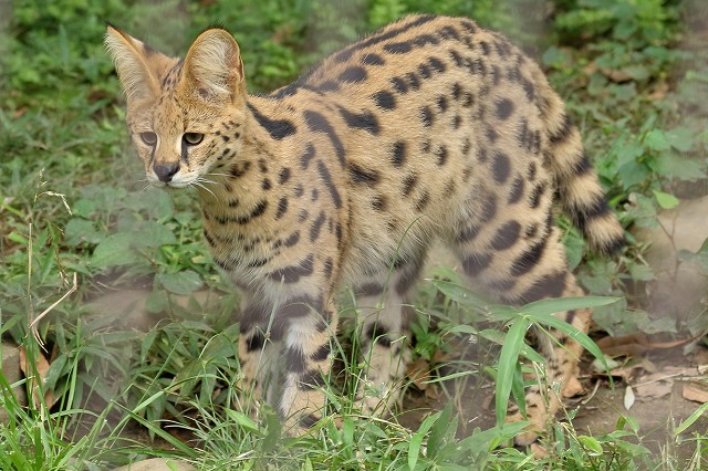 僕たち 生後７ヵ月の サーバル の兄弟 ニールとバズです 旅プラスの日記