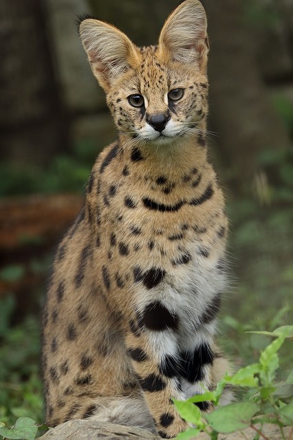 僕たち 生後７ヵ月の サーバル の兄弟 ニールとバズです 旅プラスの日記