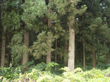 a0203003_19025587.jpg