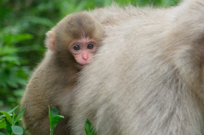 赤ちゃん猿撮影会in地獄谷！tokoma編 : 相模原・町田エリアの写真