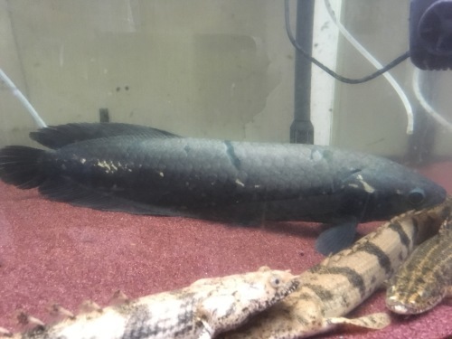 2019年7月15日更新の熱帯魚最新入荷情報!_b0141806_01194534.jpeg