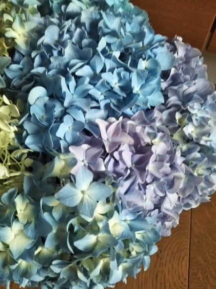 紫陽花ポンポン!_f0316507_17012511.jpg