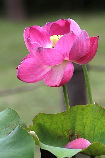 神代植物公園でハス。タマザキクサフジとムクドリ_e0255509_2012388.jpg