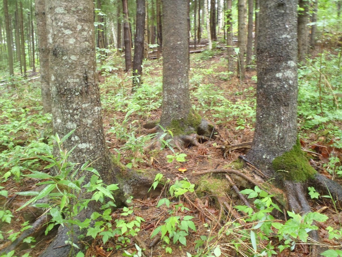 2019年7月13日(土) 【定例活動】柴原山林 風倒木処理・草刈り_c0173813_12461526.jpg