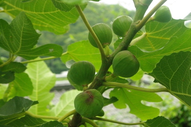 No 183 イノシシ襲来_d0341514_10275087.jpg
