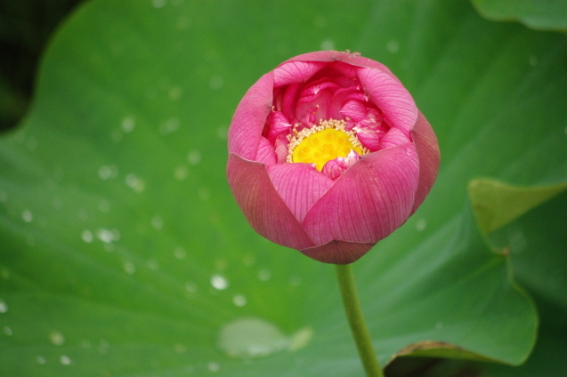 No 184 宮地やすらぎの里 ハスの花まつり（久米南町）_d0341514_10595663.jpg