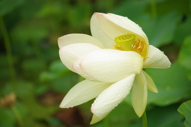 No 184 宮地やすらぎの里 ハスの花まつり（久米南町）_d0341514_11042255.jpg