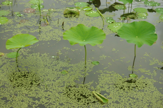 No 184 宮地やすらぎの里 ハスの花まつり（久米南町）_d0341514_11052900.jpg