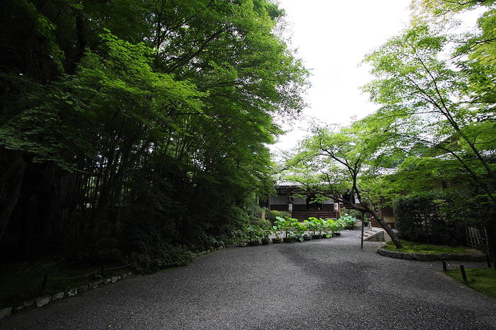 京都回顧 蓮の花咲くお寺－常照寺－ _b0169330_072655.jpg