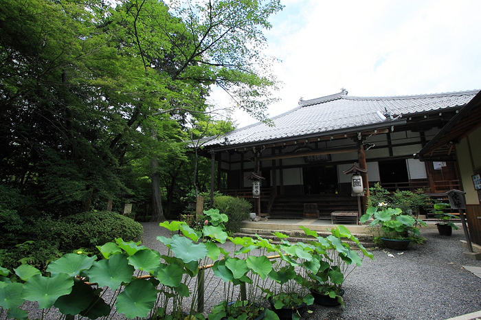 京都回顧 蓮の花咲くお寺－常照寺－ _b0169330_075452.jpg