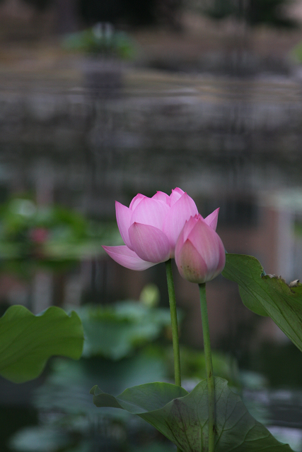 京都回顧 蓮の花咲くお寺－相国寺－_b0169330_14305498.jpg