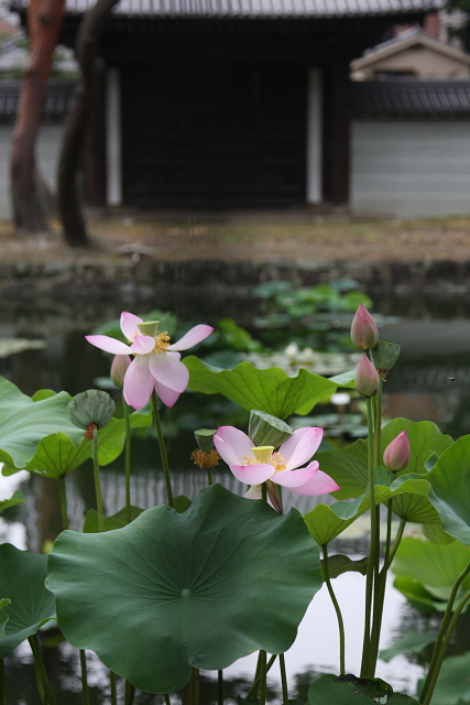 京都回顧 蓮の花咲くお寺－相国寺－_b0169330_14313452.jpg