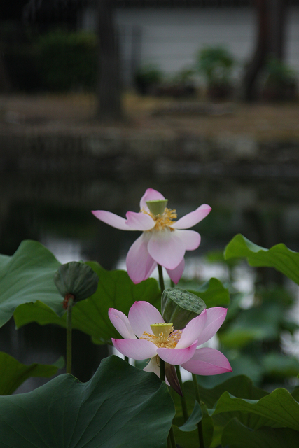 京都回顧 蓮の花咲くお寺－相国寺－_b0169330_14353031.jpg