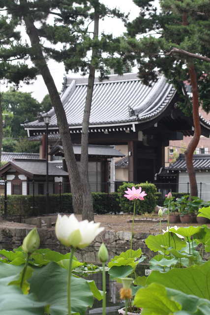 京都回顧 蓮の花咲くお寺－相国寺－_b0169330_14422444.jpg