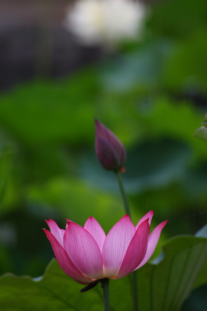 京都回顧 蓮の花咲くお寺－相国寺－_b0169330_14425543.jpg