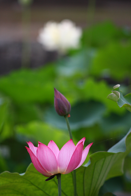 京都回顧 蓮の花咲くお寺－相国寺－_b0169330_1443322.jpg