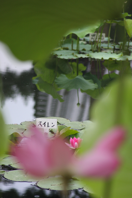 京都回顧 蓮の花咲くお寺－相国寺－_b0169330_14473588.jpg