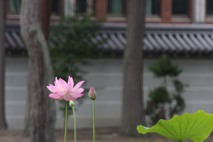 京都回顧 蓮の花咲くお寺－相国寺－_b0169330_1447646.jpg