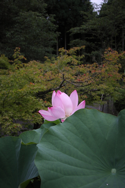 京都回顧 蓮の花咲くお寺－常照寺－ _b0169330_7394051.jpg