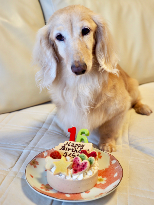 １９年７月１６日 さくら １６歳のお誕生日 旅行犬 さくら 桃子 あんず 日記