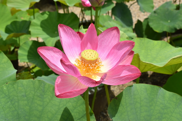 第8回関西角膜セミナー その1 (1154)_f0088231_15531979.jpg