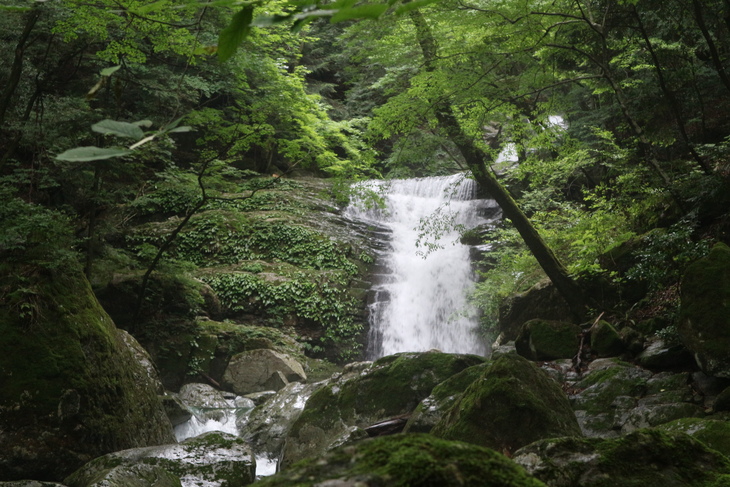 ヤマユリ（竹田市郊外）＆イワタバコ（黄牛の滝）！_e0272335_19585952.jpg