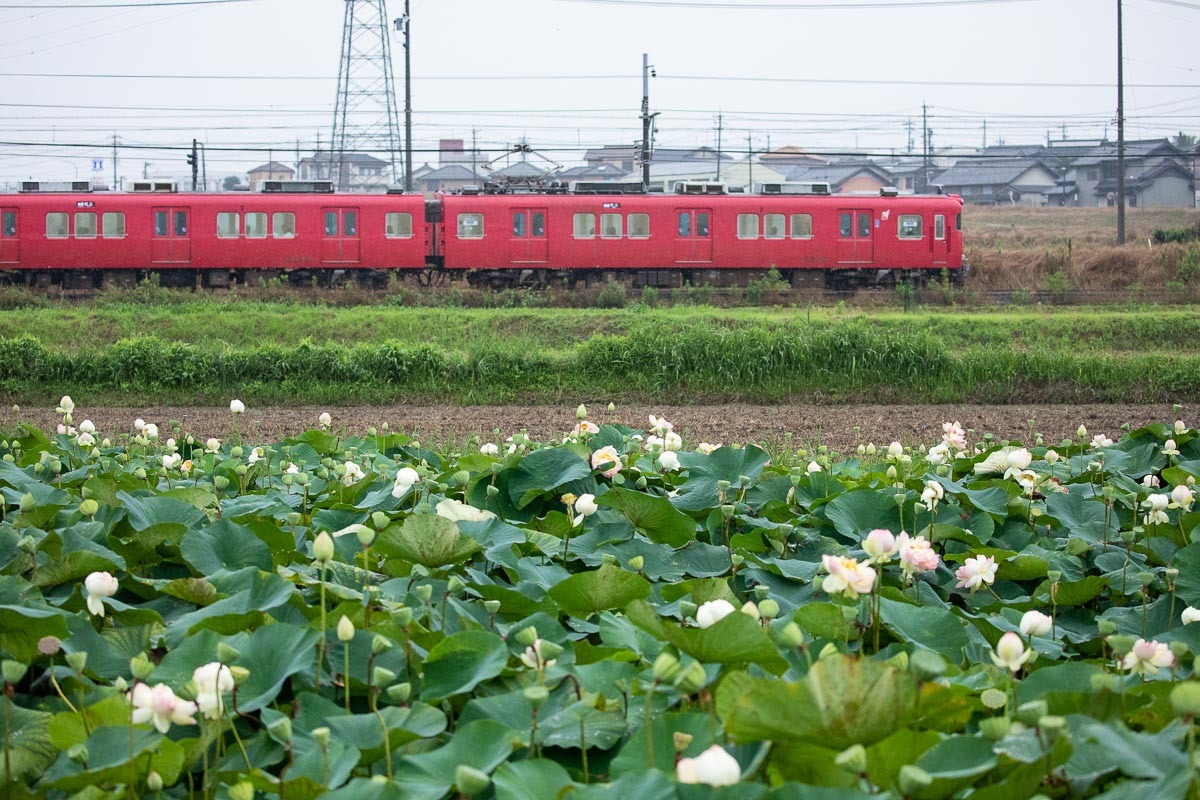 赤い電車とハスの風景_e0413735_09211012.jpg