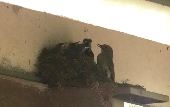 野鳥トレ 176 オオルリ_b0227552_21114443.jpg