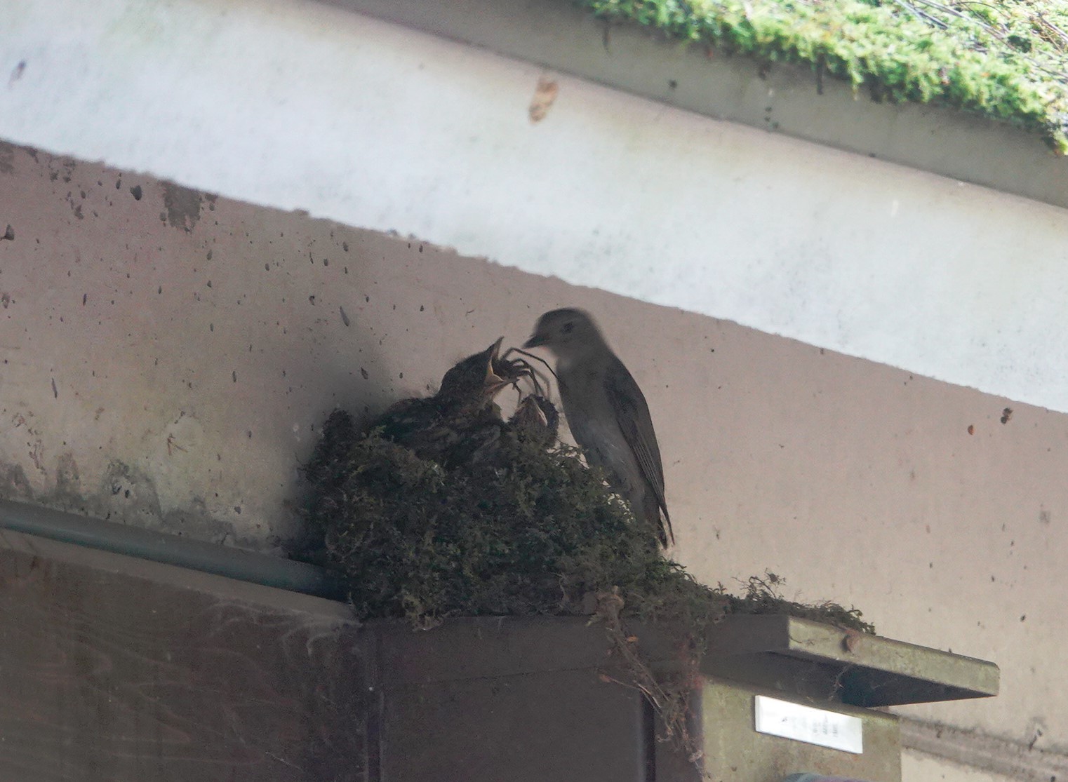 野鳥トレ 176 オオルリ_b0227552_21120943.jpg