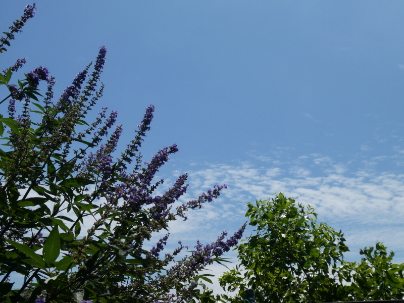 c0108460_17513383.jpg