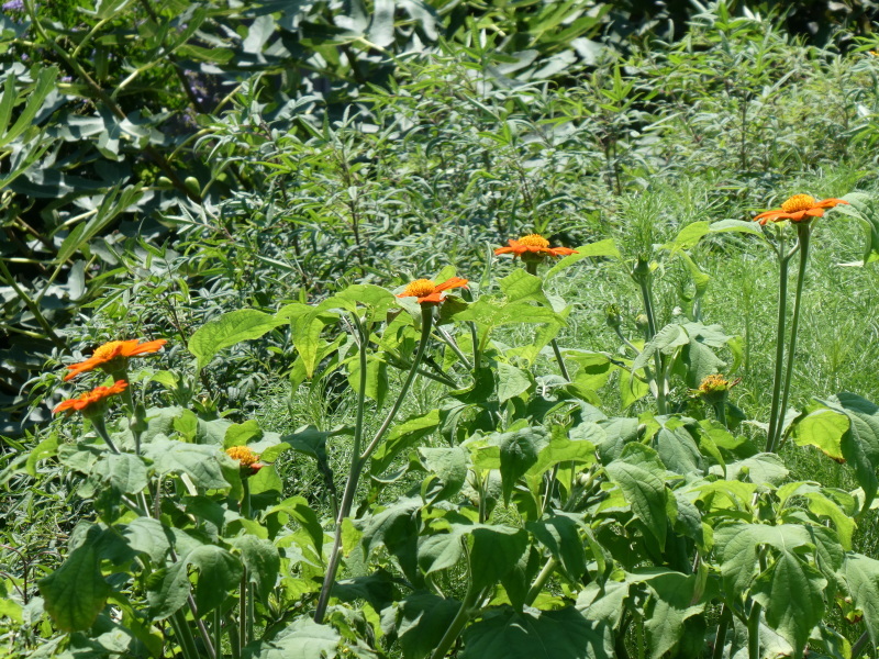c0108460_17540221.jpg