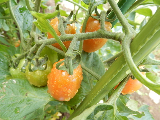 ’19,7,15(月)雨ばかりで野菜が高騰しているらしい!_f0060461_10034736.jpg