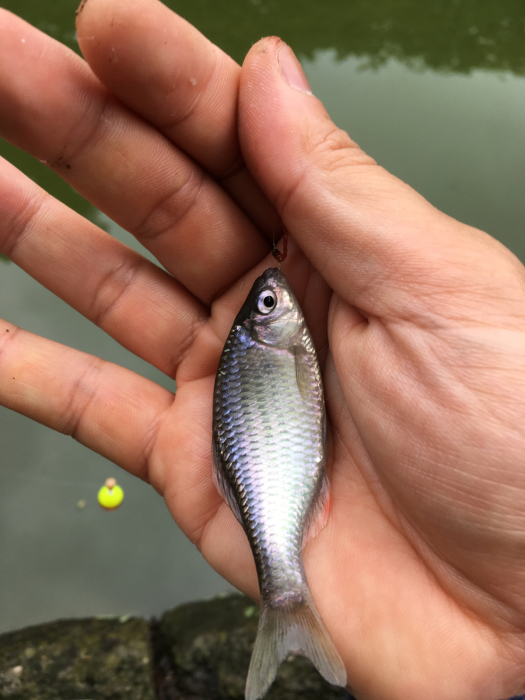 クチボソ釣りの外道 清水zone