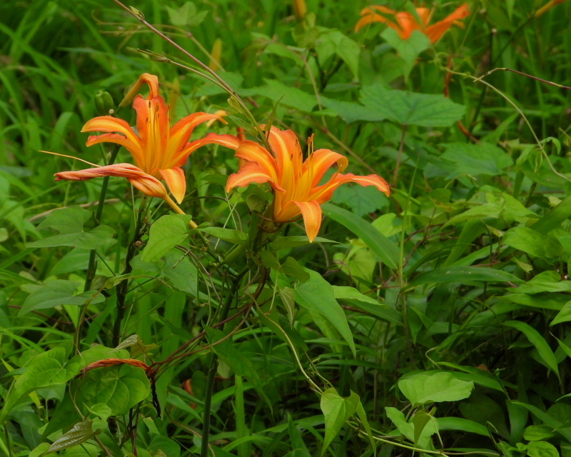c0305565_17281816.jpg