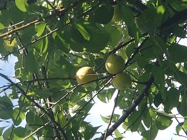 c0187298_20203863.jpg