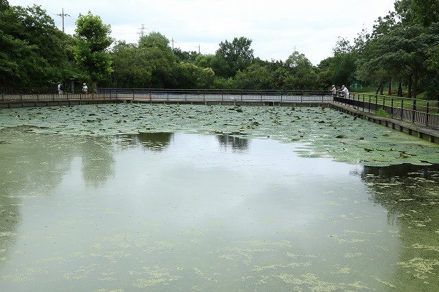 枕草子に 恐ろしげなるもの と書かれたオニバス 水元公園 旅プラスの日記