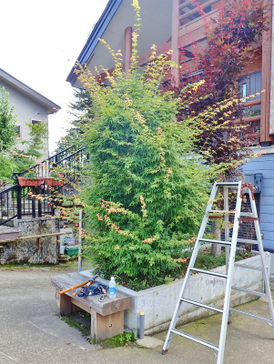 夏の剪定をすることに_c0336902_21304492.jpg