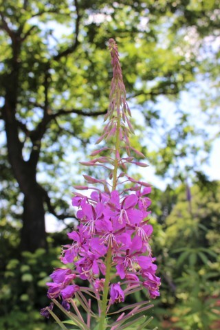 夏の花♪ヤナギランが咲く庭_e0341606_21320628.jpg