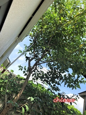 e0158121_10470573.jpg