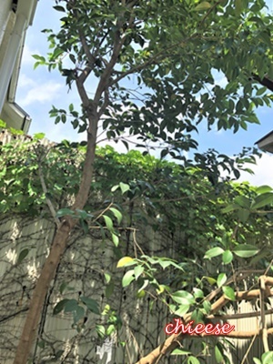 e0158121_10471935.jpg