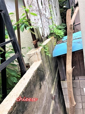 e0158121_11392994.jpg