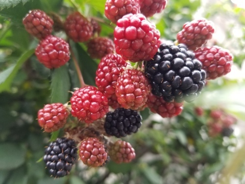e0016828_09150039.jpg