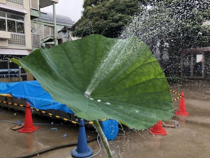 ハスの葉っぱのシャワー 川崎ふたば幼稚園ブログ